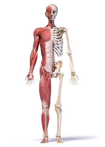 Vue de face des systèmes osseux et musculaire du corps humain
